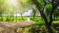 Summer landscape of green forest on shore of lake. Green summer nature. Royalty Free Stock Photo