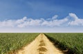 Summer landscape with green grass and blue sky Royalty Free Stock Photo