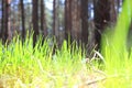 Summer landscape with green grass / blur of sharpness Royalty Free Stock Photo