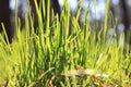 Summer landscape with green grass / blur of sharpness Royalty Free Stock Photo