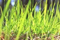 Summer landscape with green grass / blur of sharpness Royalty Free Stock Photo