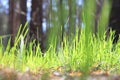 Summer landscape with green grass / blur of sharpness Royalty Free Stock Photo