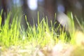 Summer landscape with green grass / blur of sharpness Royalty Free Stock Photo