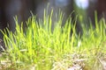 Summer landscape with green grass / blur of sharpness Royalty Free Stock Photo