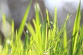 Summer landscape with green grass / blur of sharpness Royalty Free Stock Photo