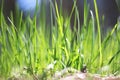 Summer landscape with green grass / blur of sharpness Royalty Free Stock Photo