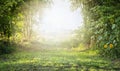 Summer landscape with green grass and trees, with bright sunlight