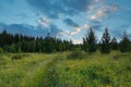 Summer landscape green meadow and forest in the background against the backdrop of a beautiful blue sky and white clouds Royalty Free Stock Photo