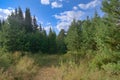 Summer landscape green meadow and forest in the background against the backdrop of a beautiful blue sky and white clouds Royalty Free Stock Photo