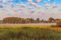 Summer landscape with green misty meadow, trees and sky. Fog on the grassland