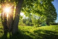 Summer landscape of green nature with bright sun and clear blue sky in morning. Countryside view on scenery summer nature