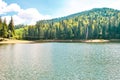 Summer landscape with green pine forest, lake Synevyr and Carpathians mountain in Ukraine Royalty Free Stock Photo