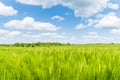 Summer landscape, green rye field Royalty Free Stock Photo