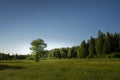 Bare tree surrounded by meadow, mixed forest and blue sky. Natural environment background. Royalty Free Stock Photo