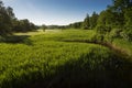 Summer landscape of green woods and river, overgrown with wild grasses. Meadow surrounded by a mixed forest. Royalty Free Stock Photo
