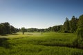 Summer landscape of green woods and river, overgrown with wild grasses. Meadow surrounded by a mixed forest. Royalty Free Stock Photo