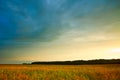 Summer landscape with hayfield