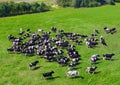 Aerial view herd of cows on pasture