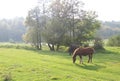 Summer landscape with horses, meadow, small river.