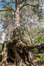 Intricately twisted bare roots and branched trunk of old pine tree on the shore of the lake Seliger, Tver region. Royalty Free Stock Photo