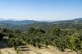 Summer landscape in Irpinia, Southern Italy