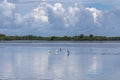 Summer Landscape, J.N. Ding Darling National Wildlife Refuge