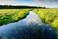 Summer landscape with Jegrznia river and marsh vegetation in the vicinity of Biebrza National Park.