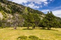 Summer landscape in La Cerdanya, Pyrenees mountain, Catalonia, Spain Royalty Free Stock Photo