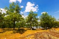 Summer landscape with lake and oaks