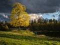 Summer landscape with a large sunlit tree in dramatic weather with a cyclist in motion Royalty Free Stock Photo