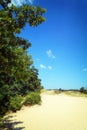 Summer landscape of Letea sand dunes, Danube Delta Royalty Free Stock Photo