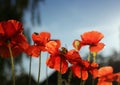 Summer landscape with with red beautiful poppy flowers on blue Royalty Free Stock Photo