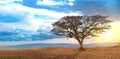 Summer landscape with a lone big tree at sunset grass field on blue sky and cloud background Royalty Free Stock Photo