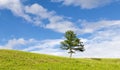 Summer landscape with a lone tree Royalty Free Stock Photo