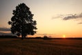 Summer landscape with a lone tree Royalty Free Stock Photo