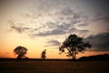 Summer landscape with a lone tree at sunset Royalty Free Stock Photo