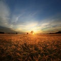 Summer landscape with a lone tree at sunset barley field