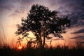 Summer landscape with a lone tree at sunset Royalty Free Stock Photo