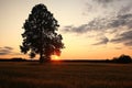 Summer landscape with a lone tree at sunset barley field