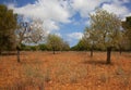 Summer landscape of Mallorca