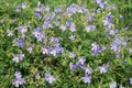 Many blue flowers of meadow cranesbill {Geranium pratense} bloom on a green meadow.