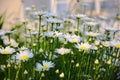 Summer landscape with meadow of camomile flowers Royalty Free Stock Photo
