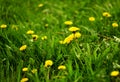 Summer landscape with meadow of dandelions flowers. Selective focus