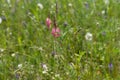 Meadow flower Sainfoin Onobrychis viciifolia grows in a field on a green background of miscellaneous herbs.