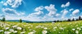 Summer landscape with meadow flowers daisies against the 1690448046293 5 Royalty Free Stock Photo