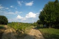 Summer landscape meadow and forest border Royalty Free Stock Photo