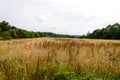 Summer landscape meadow and forest border Royalty Free Stock Photo