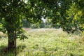 Summer landscape meadow and forest border Royalty Free Stock Photo