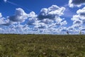 Summer landscape with a meadow overgrown cotton grass Royalty Free Stock Photo