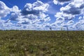 Summer landscape with a meadow overgrown cotton grass Royalty Free Stock Photo